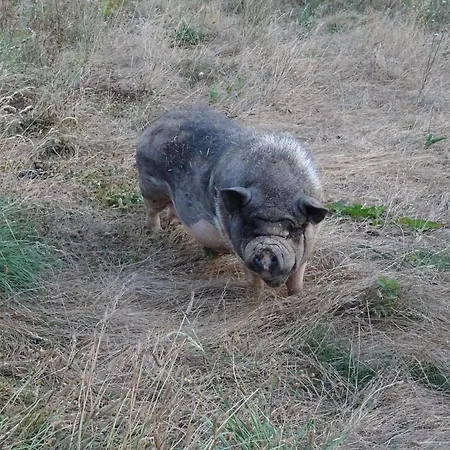 La Clef De Voute Amethyste Konukevi